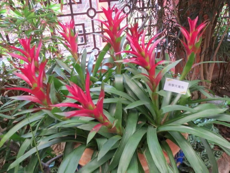 Purple Sky-Reaching Bromeliad plant