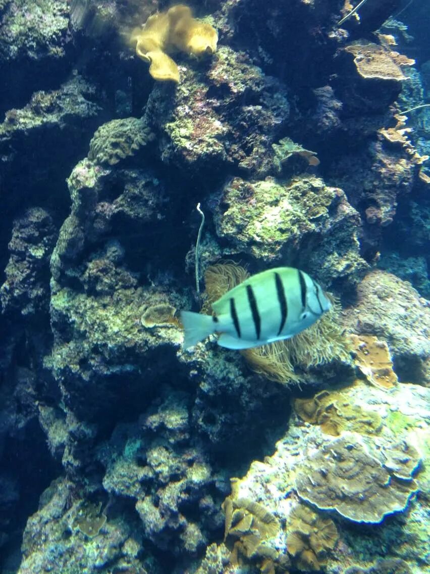 Colorful marine life and artificial reef structures in an aquarium exhibit