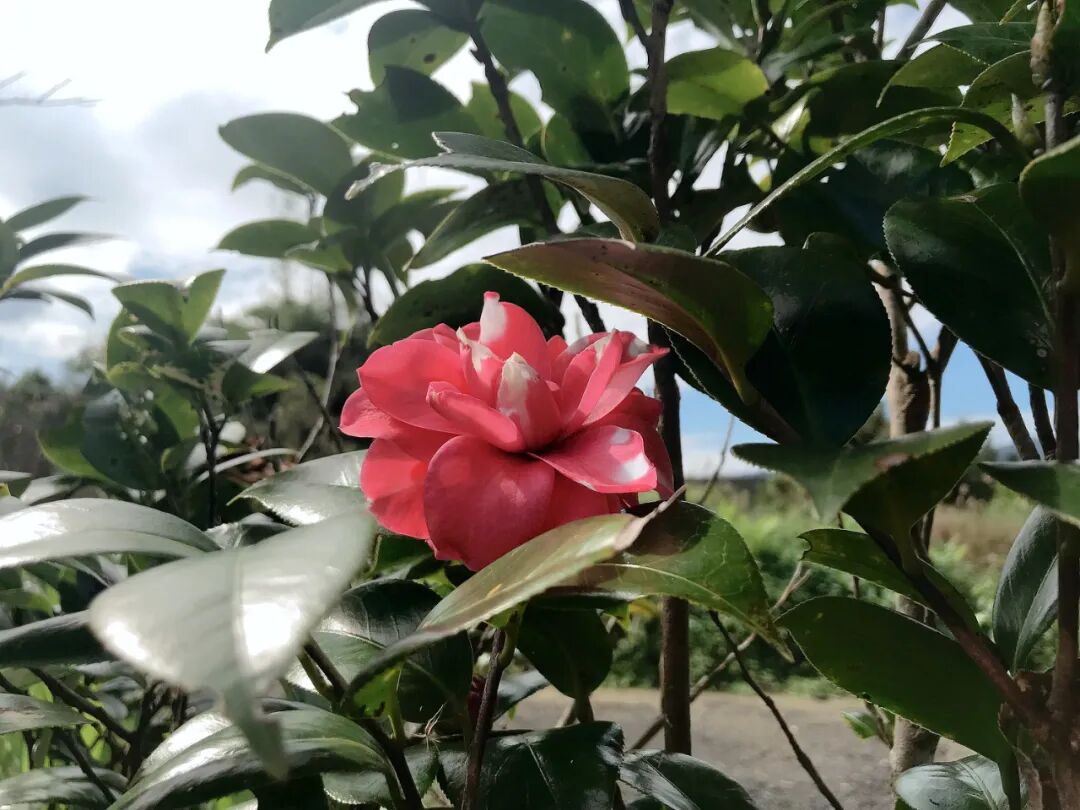 Diverse collection of camellias in various shades.