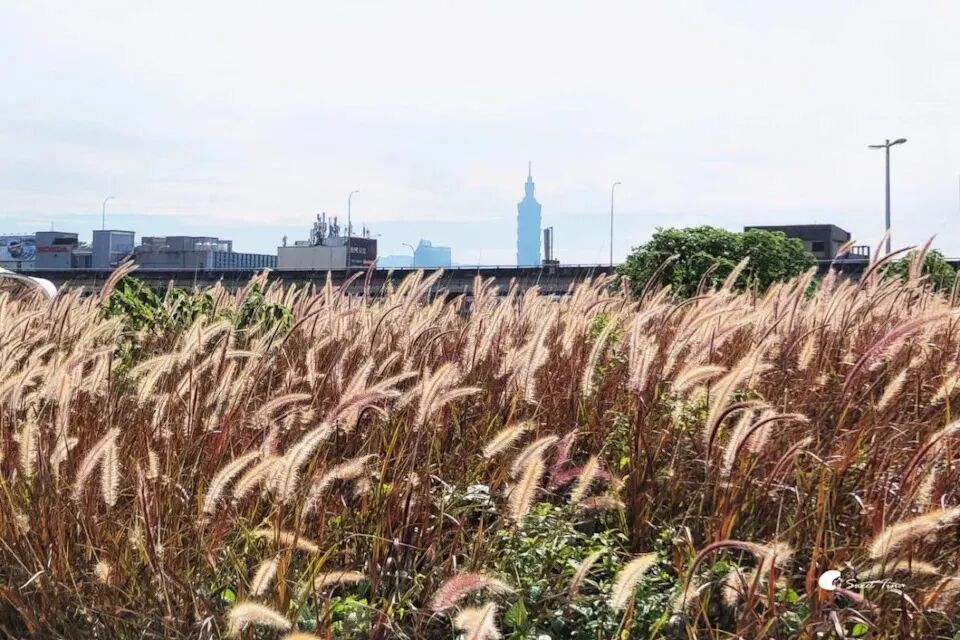 Dajia Riverside Park golden sunflower field