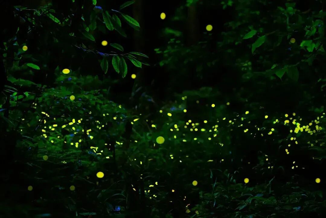 Magical long-exposure photo of fireflies glowing in a dark forest at Liyu Lake.