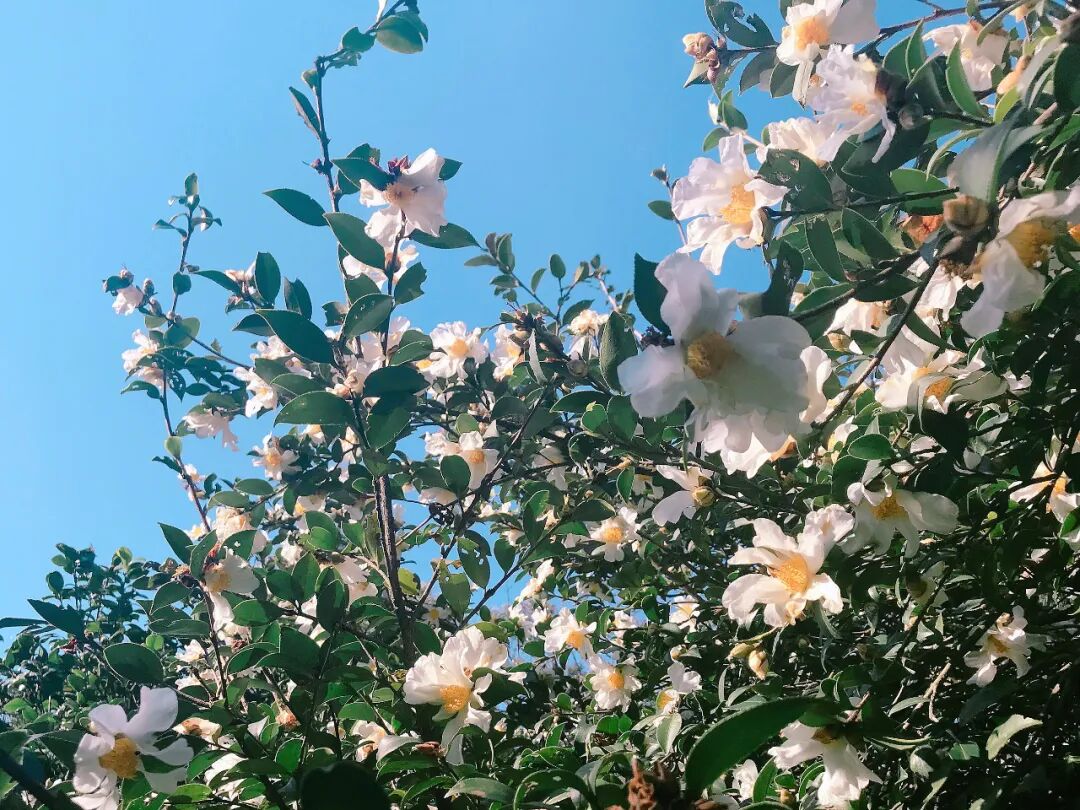 Delicate pink and white tea camellia flowers blooming in winter