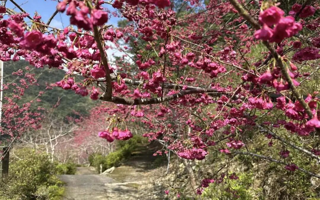Taimali Qingshan Farm Cherry Blossom Path