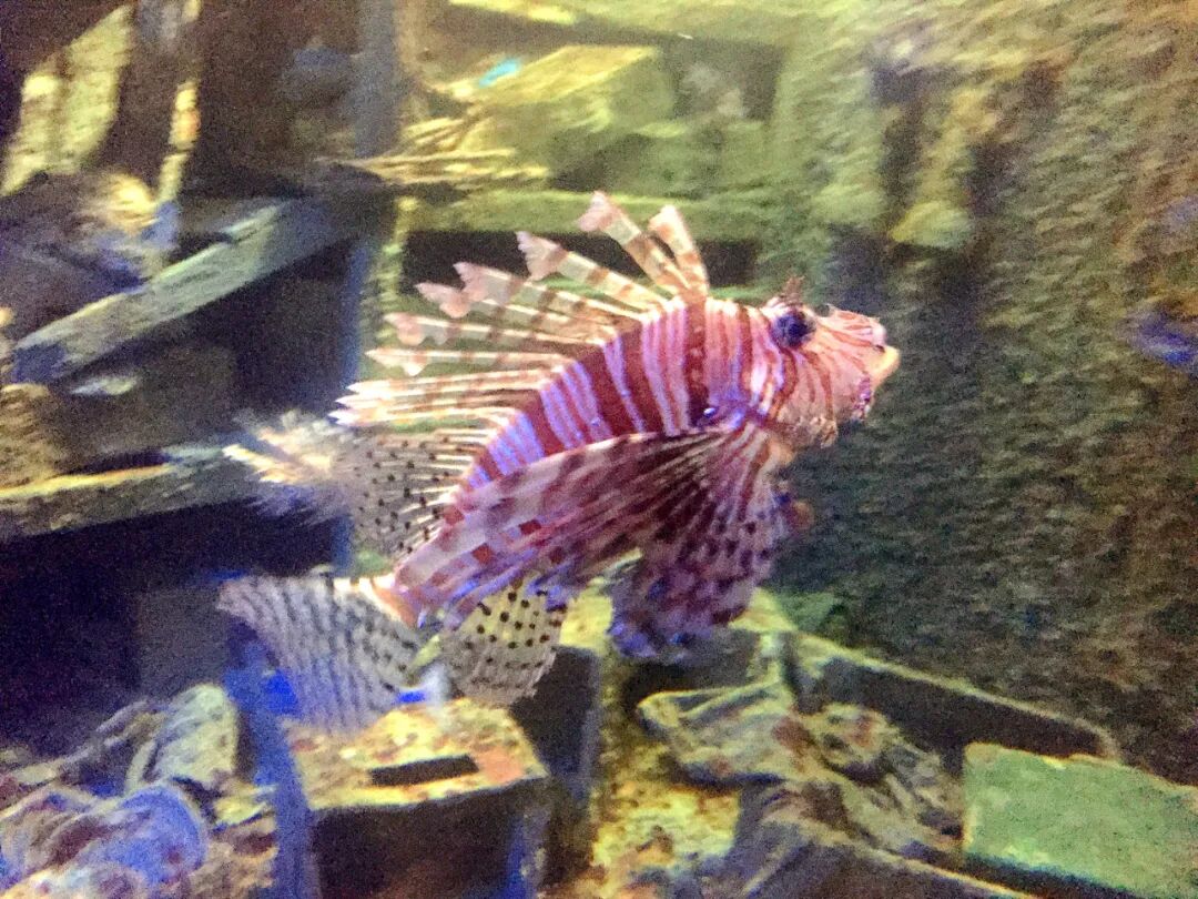 Close-up of an ocellated eagle ray's face, looking happy