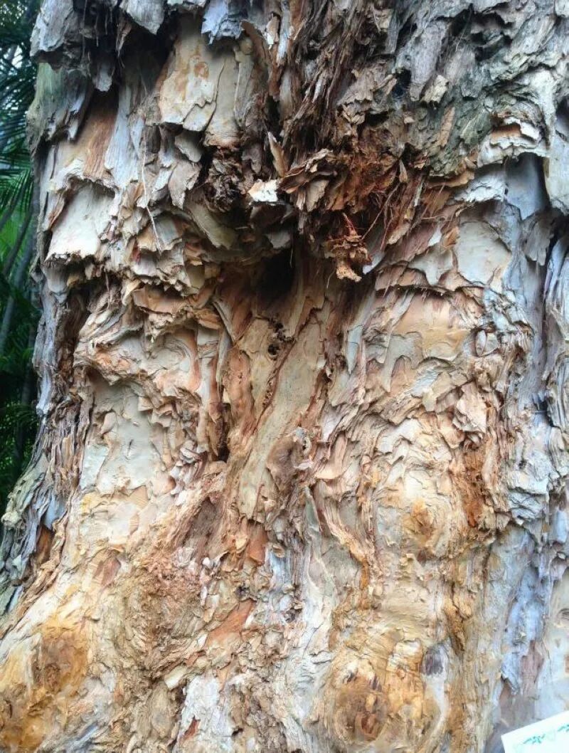 Close-up of peeling tree bark