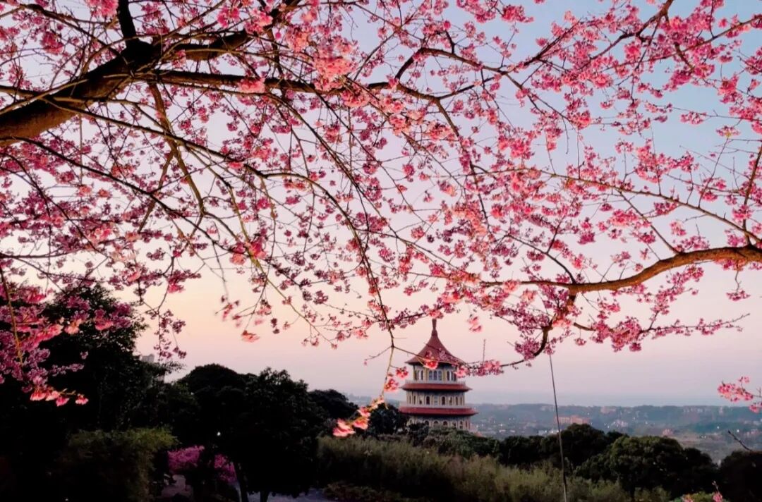 Tamsui Temple Night Cherry Blossoms