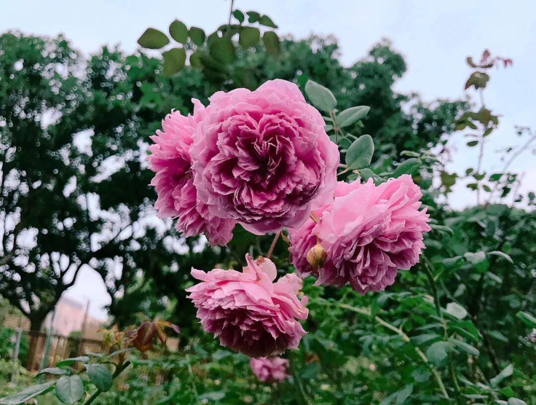 Wandering through the enchanting paths of Taipei's Rose Garden A picturesque pathway winding through a lush rose garden under a bright sky