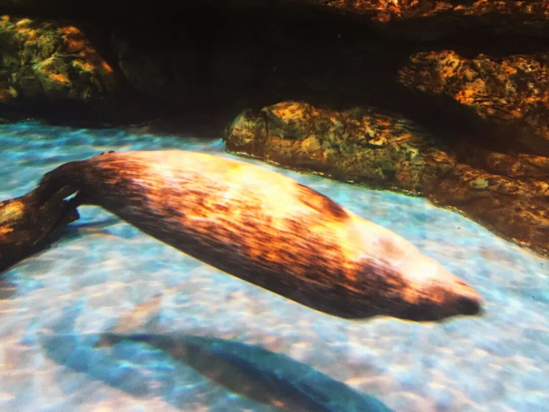 Colorful tropical fish swimming amongst corals