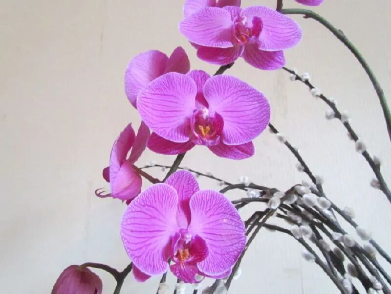 Orchids inside Xilan Pavilion