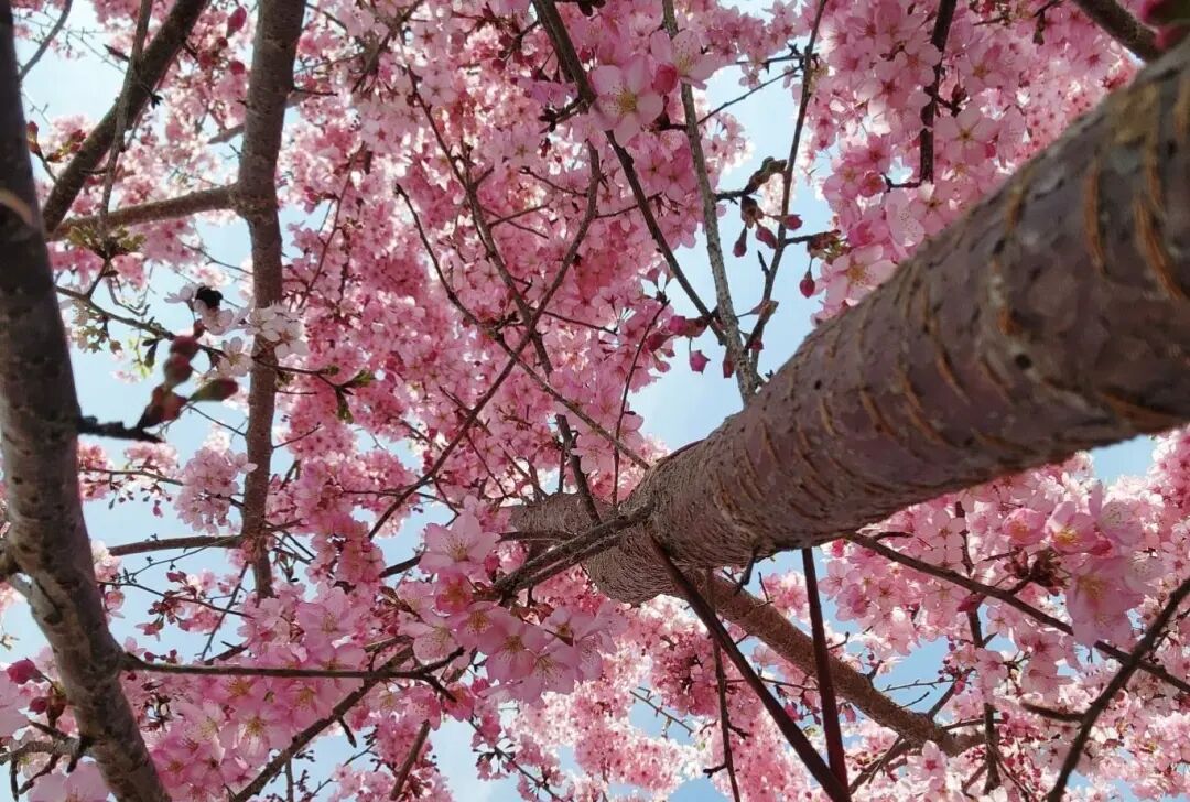 Lalashan Cherry Blossom View