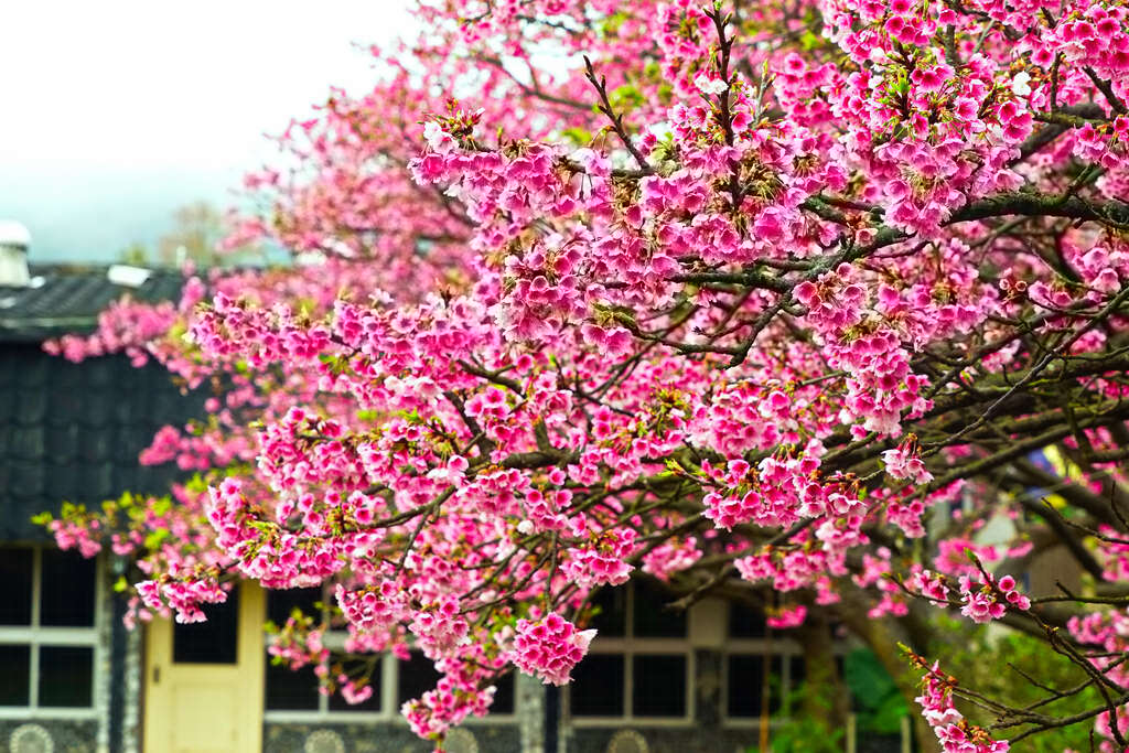 Yangmingshan Alley Cherry Blossoms