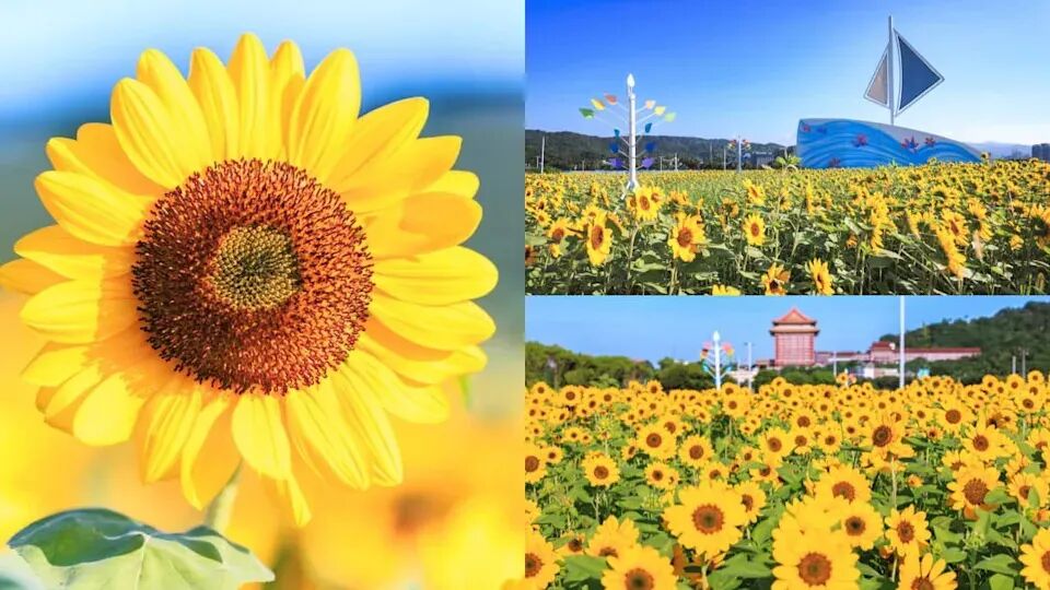 Dajia Riverside Park golden sunflower field