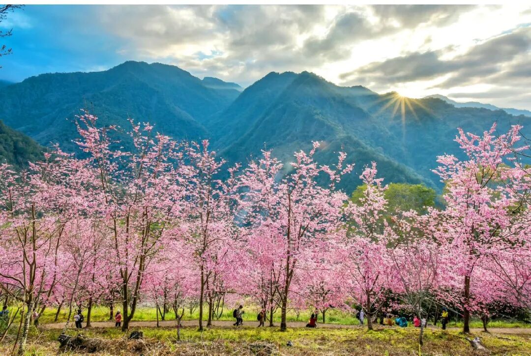 Smangus Village Cherry Blossoms