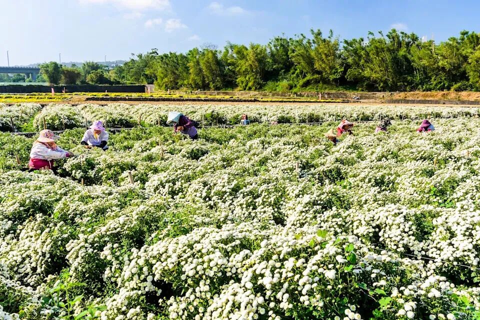 Vibrant Tongluo chrysanthemum fields and festival scenery.