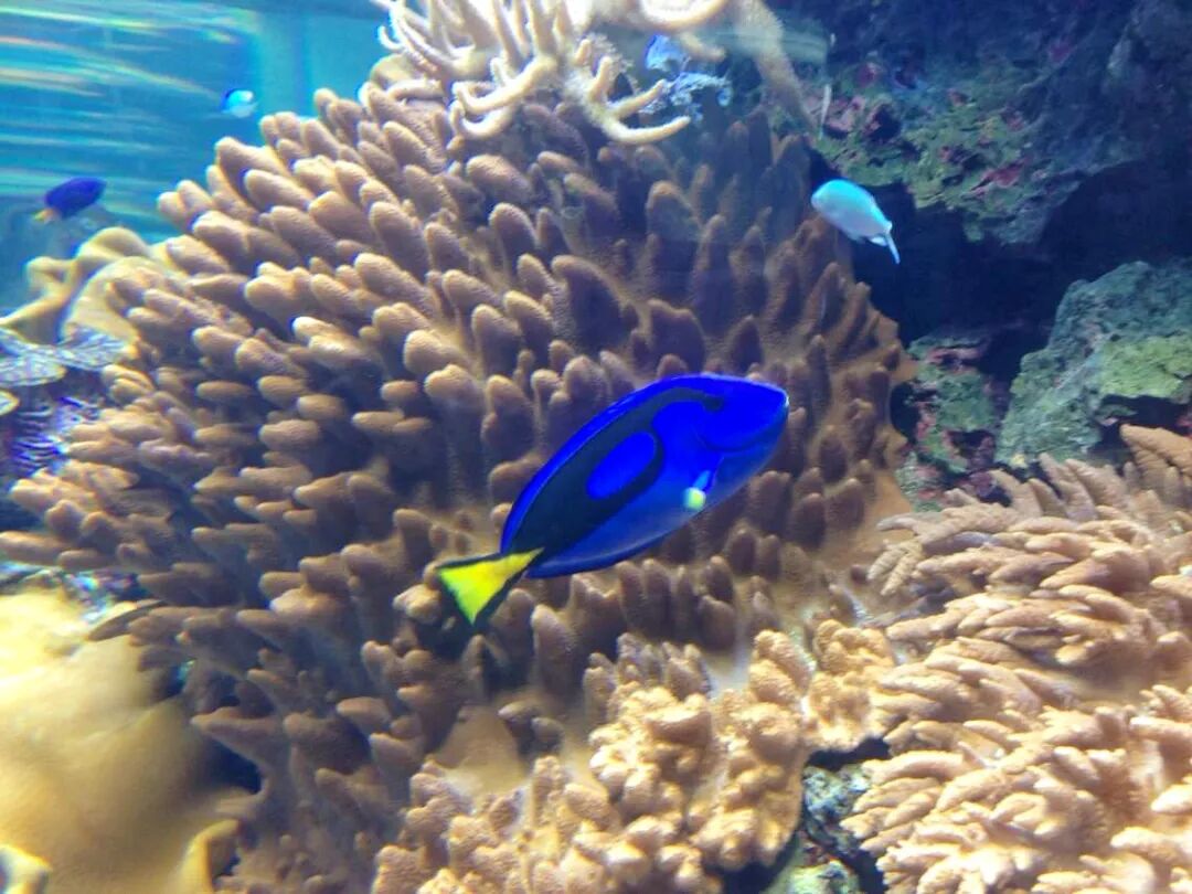 A vibrant blue fish swimming in a tropical aquarium setting