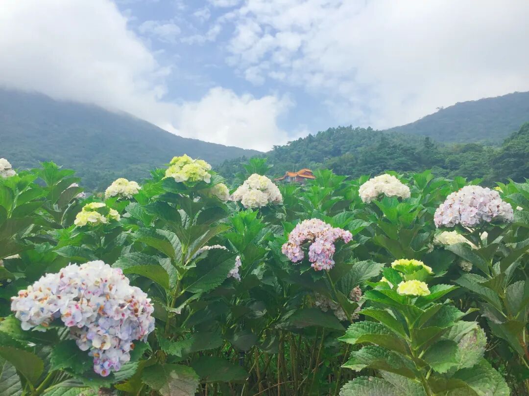 Close-up of a beautiful blue hydrangea cluster with intricate petals