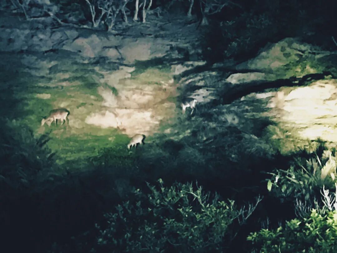 Wild Formosan sika deer in a dark forest on Green Island at night.