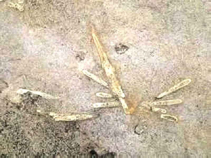 Star-shaped trace fossil on rock