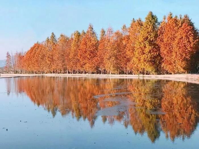Tai'an Metasequoia: Autumn's Hidden Gem Golden and reddish metasequoia trees lining a path, a secret spot
