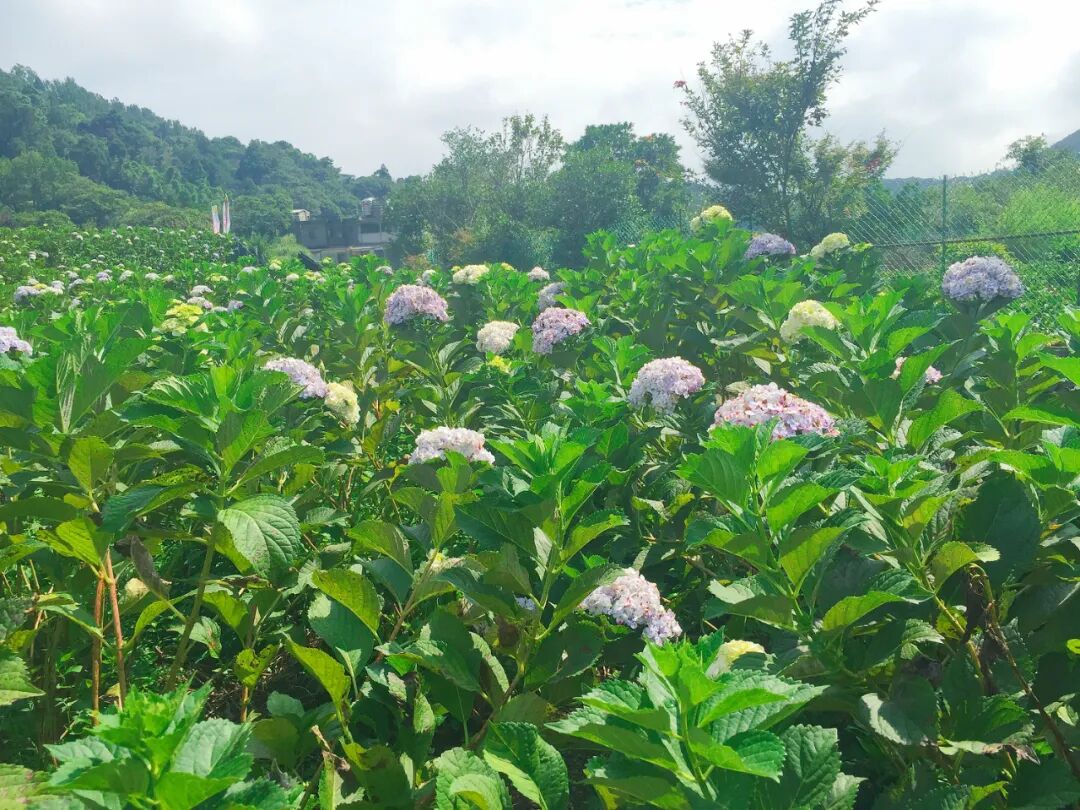 Vast fields of vibrant blue and purple hydrangeas under a clear sky in Zhuzihu