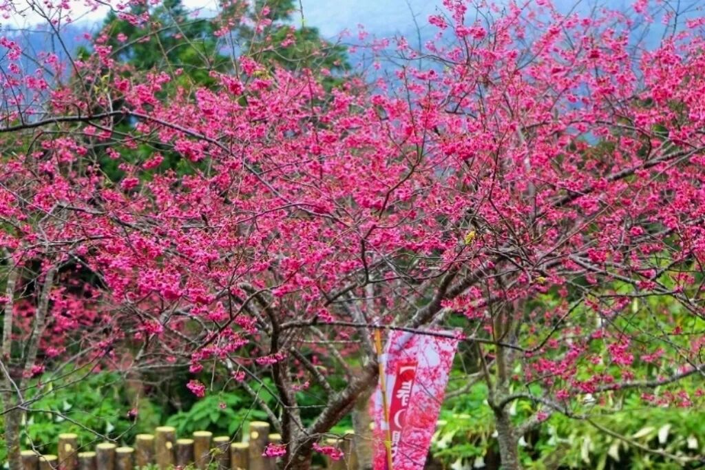 Taimali Qingshan Farm Cherry Blossoms