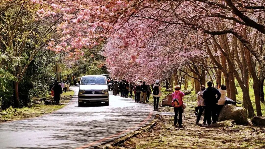 Datong Cherry Blossom Festival
