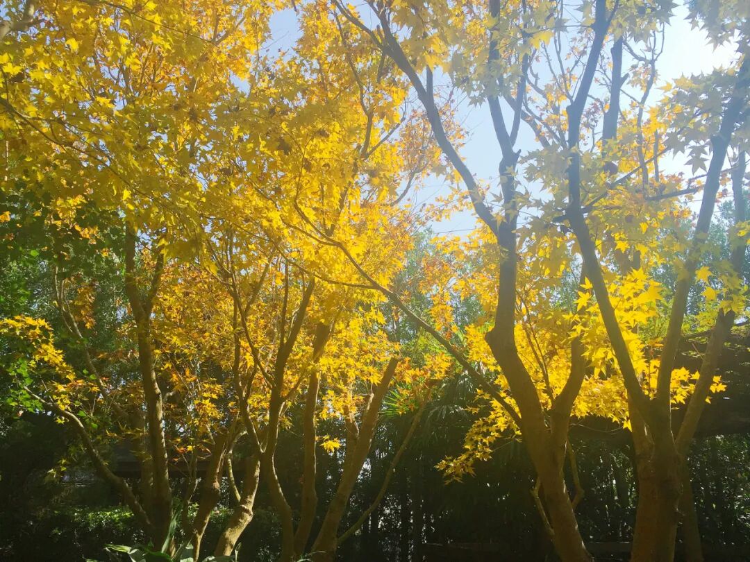 Stunning red and orange maple leaves in Xinshe