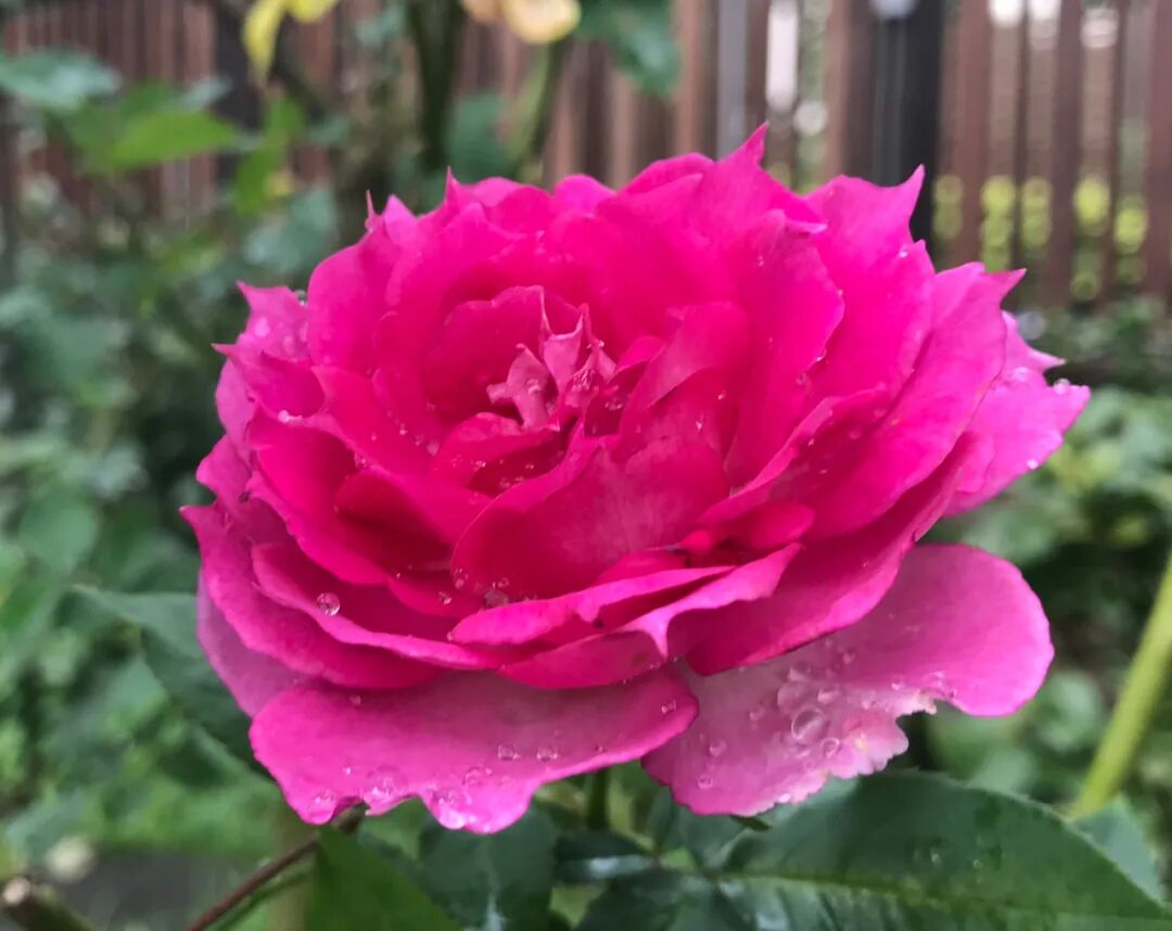 The intricate beauty of a dew-kissed red rose up close Close-up of a vibrant red rose with glistening dew drops on its petals