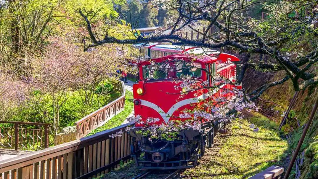 Alishan Cherry Blossoms and Train