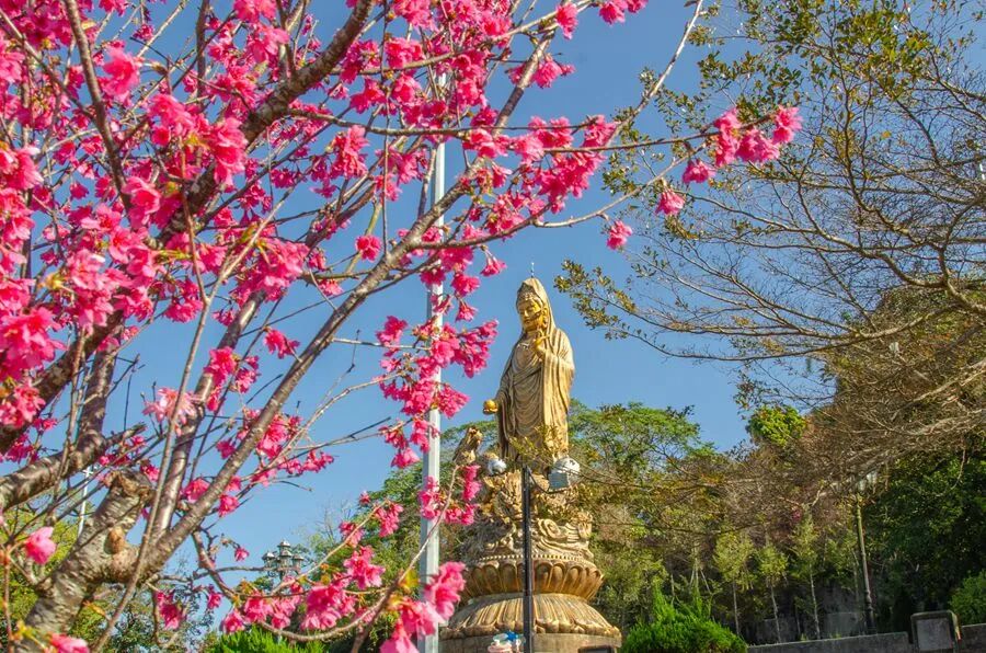 Bantianyan Ziyun Temple Cherry Blossom Waterfall
