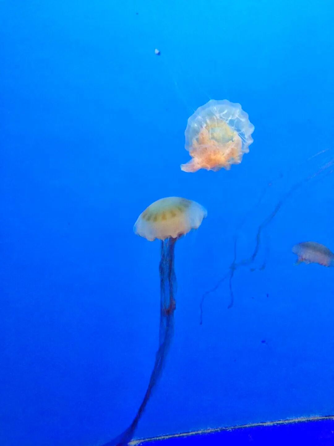 A large shark swimming in a massive tank at the National Museum of Marine Biology & Aquarium