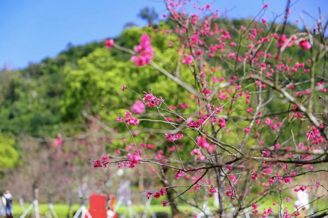 Datong Cherry Blossom Riverbank