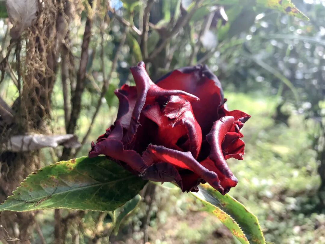 Elegant white camellia with soft yellow stamens.