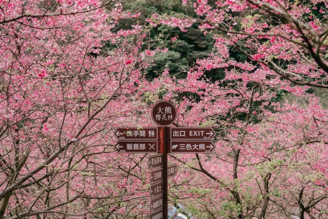 Sanxia Cherry Blossom Mountain