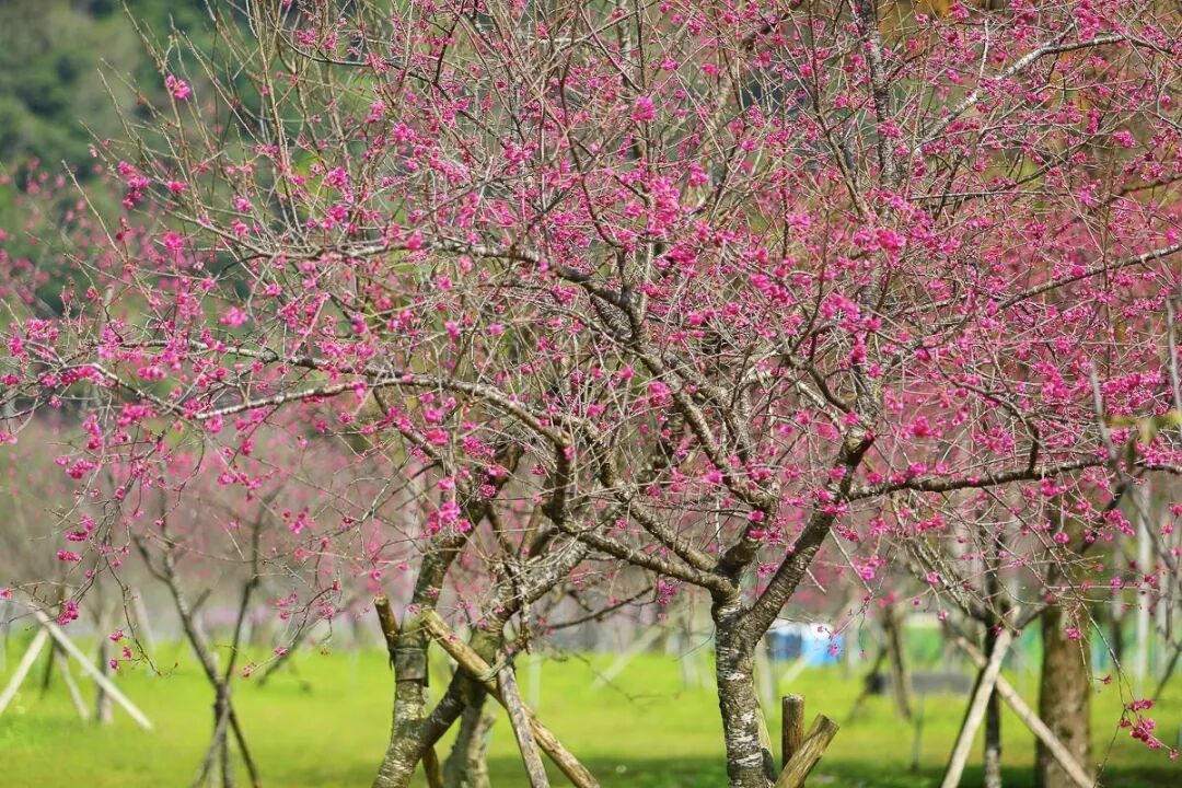 Datong Cherry Blossom Performance