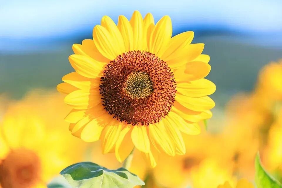 Dajia Riverside Park golden sunflower field