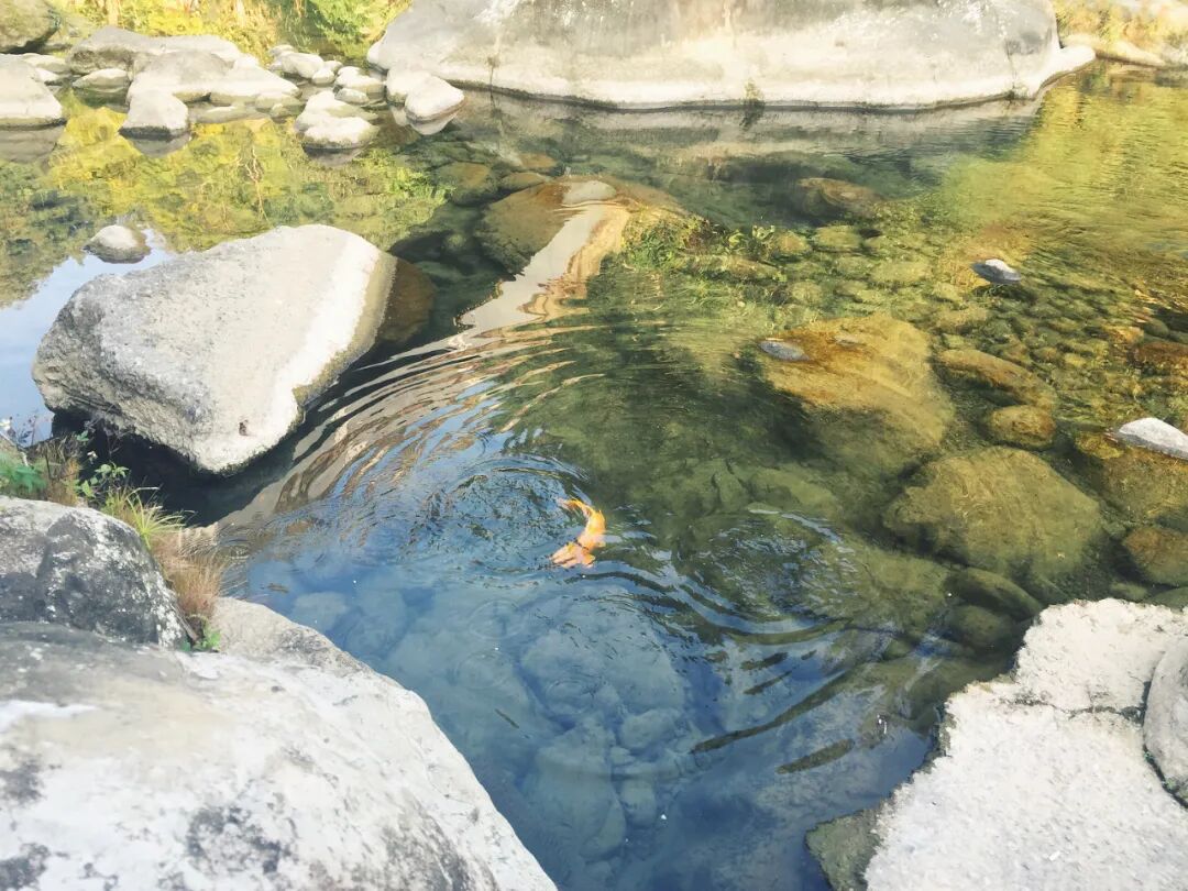 Clear river waters with local fish swimming