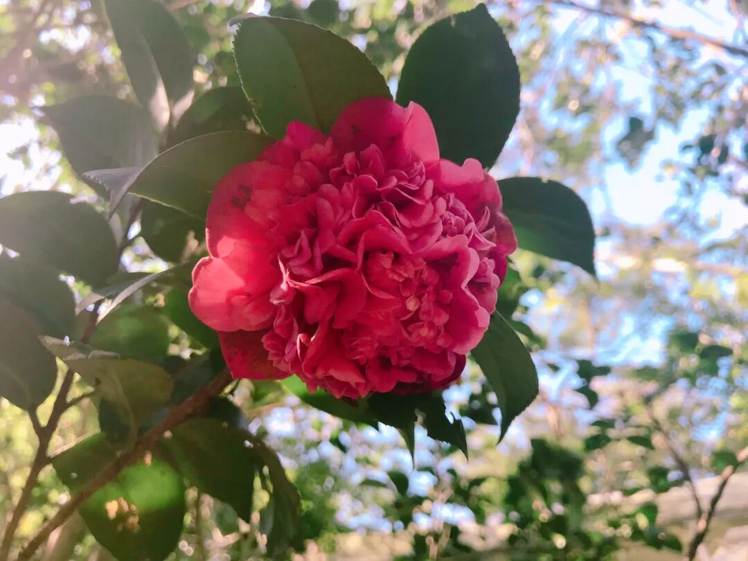 Vibrant pink tea camellia with dark green leaves in detail