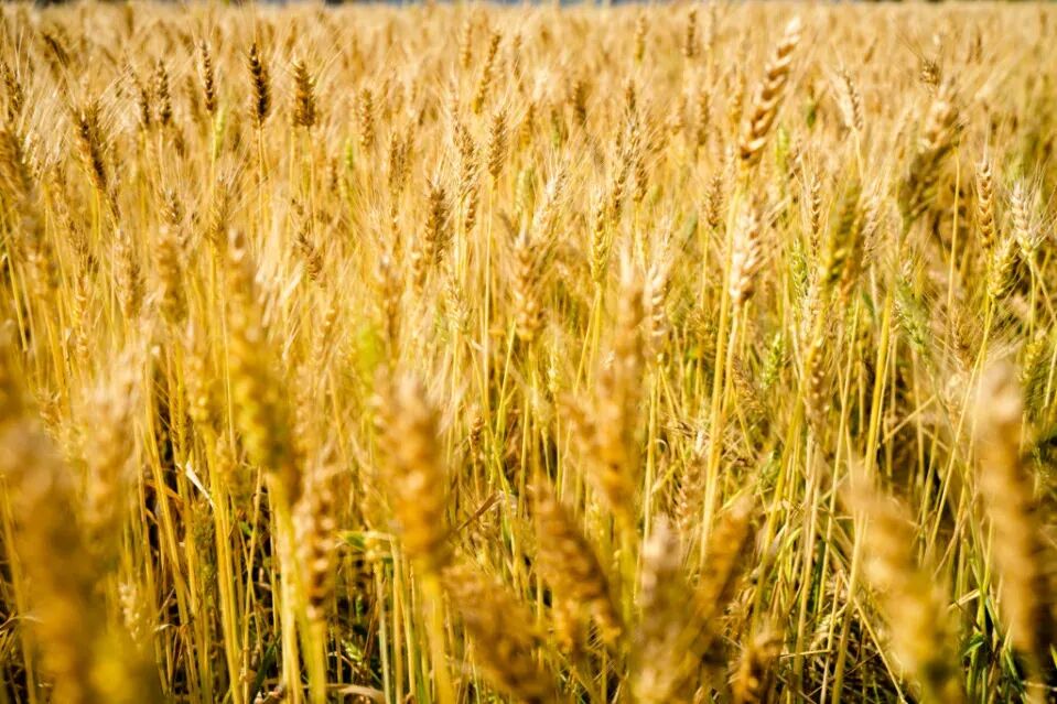 Close-up of ripe golden wheat stalks in Darya