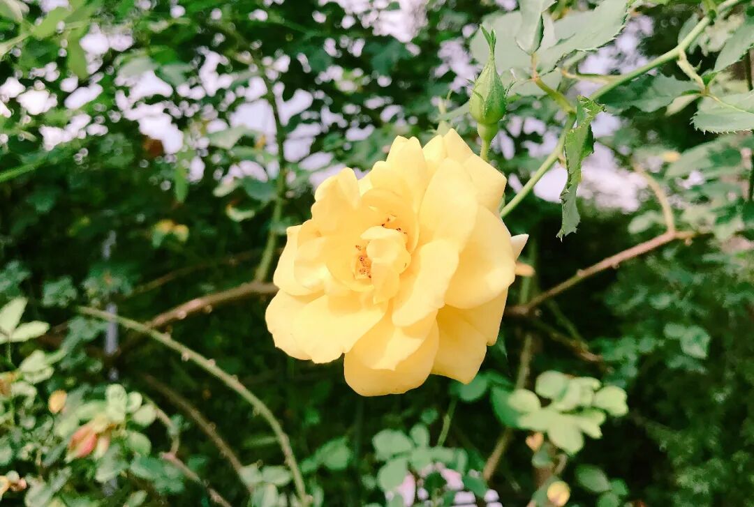Elegant white roses with delicate pink accents, pure perfection Stunning white roses with a subtle hint of pink at their centers, a vision of beauty