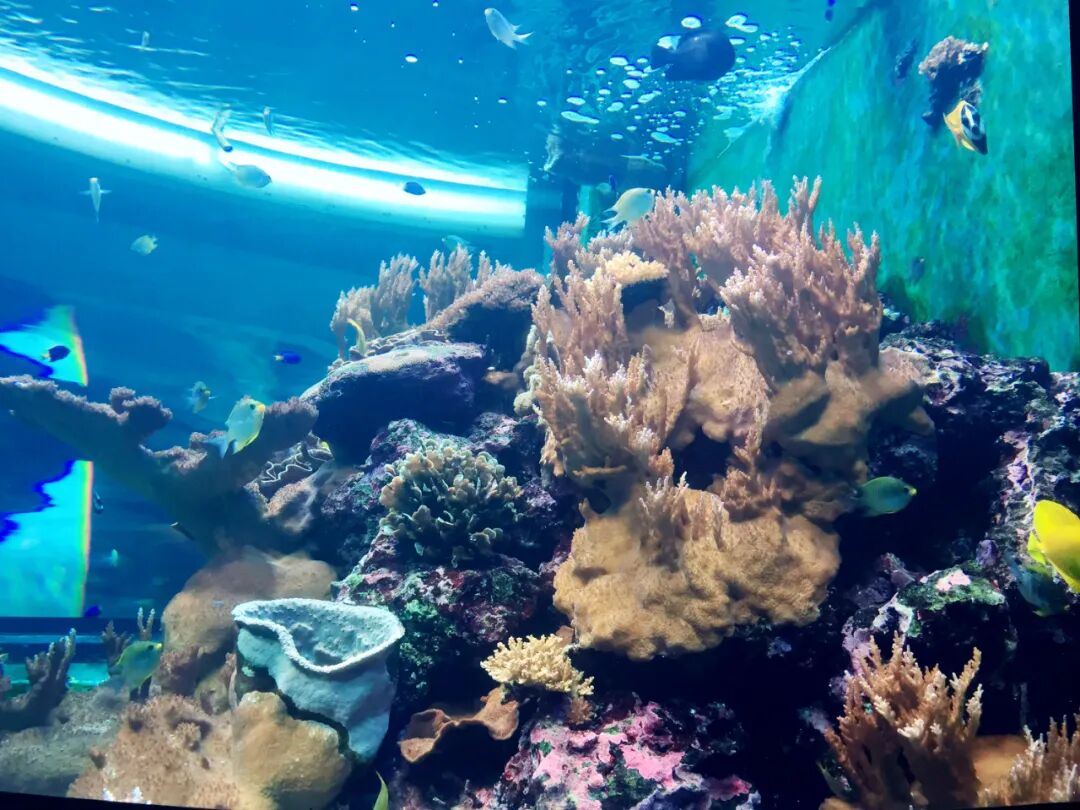 Lionfish with venomous spines in an aquarium