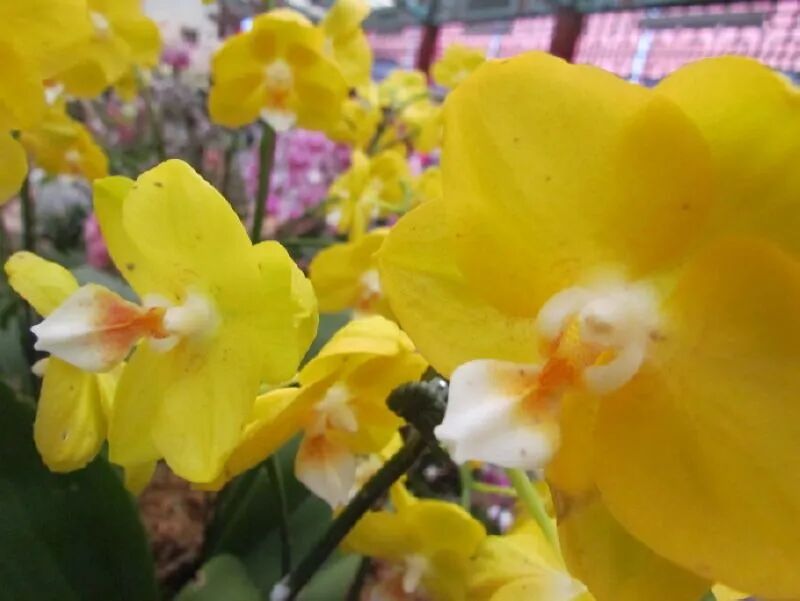 Orchids inside Xilan Pavilion