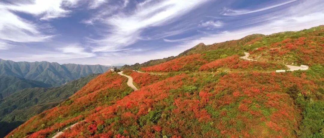 Lush green mountainside of Yangmingshan, a famous scenic area near Taipei