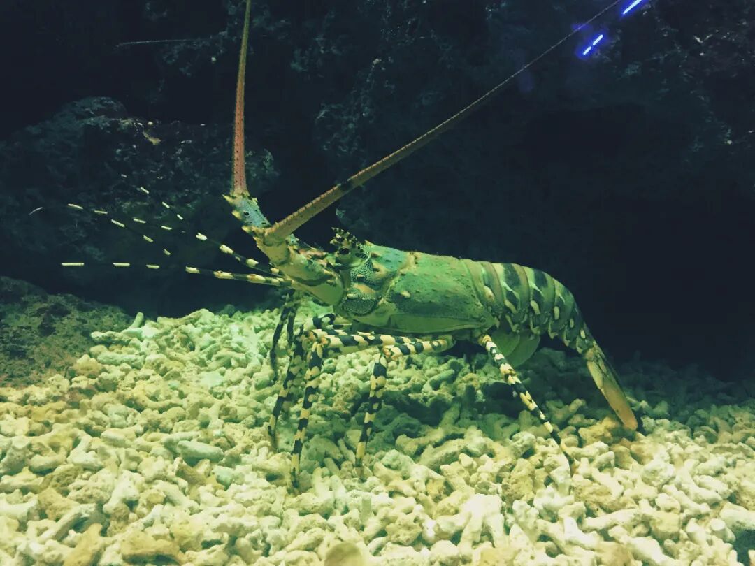Close-up of diverse coral species in an aquarium tank