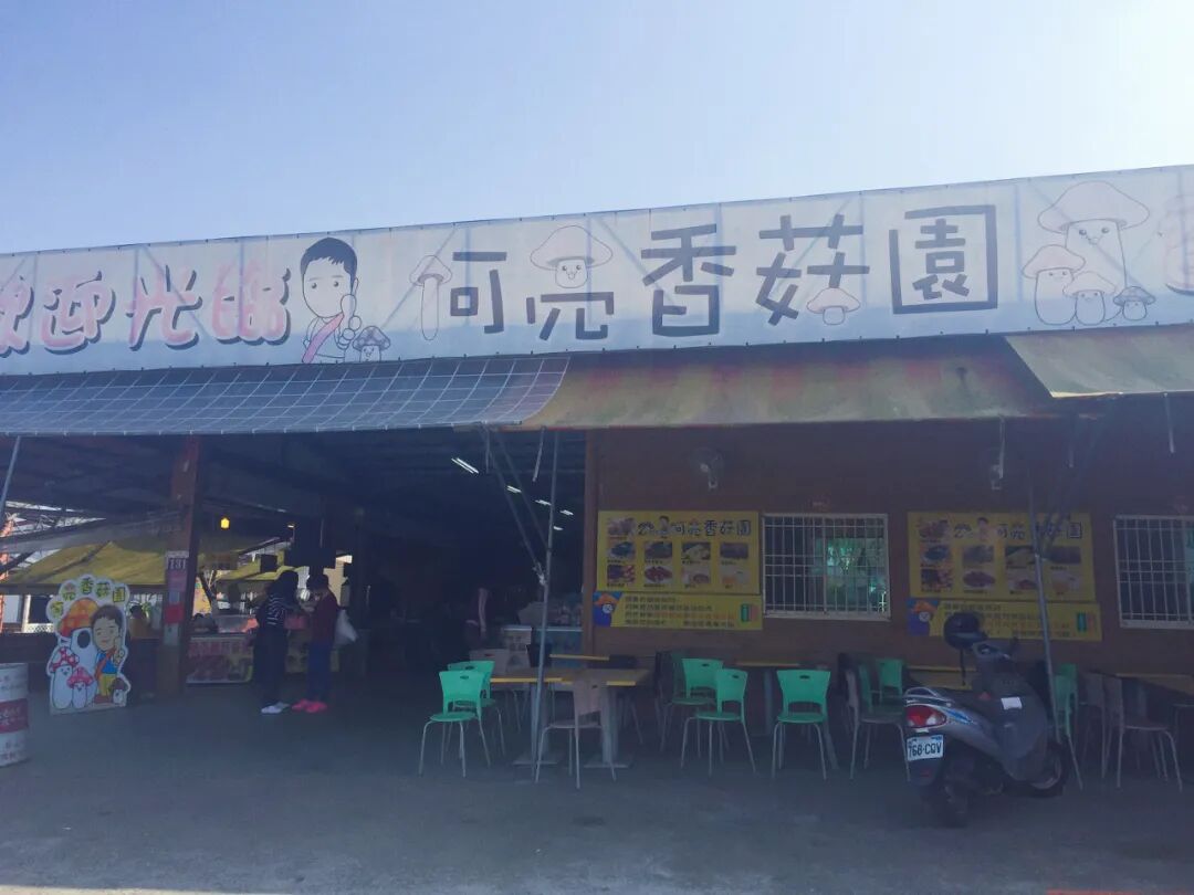 Harvesting fresh mushrooms at a Xinshe farm