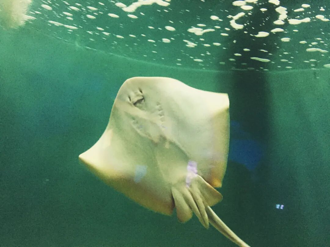 Lionfish swimming gracefully in an aquarium tank