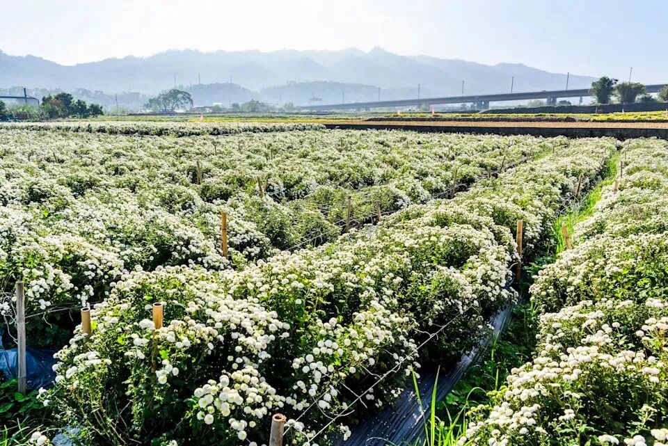 Vibrant Tongluo chrysanthemum fields and festival scenery.