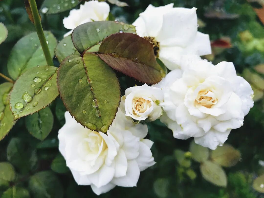 The timeless elegance of a deep red velvet rose, rich and luxurious A deep red rose with velvety petals, exuding richness and classic elegance