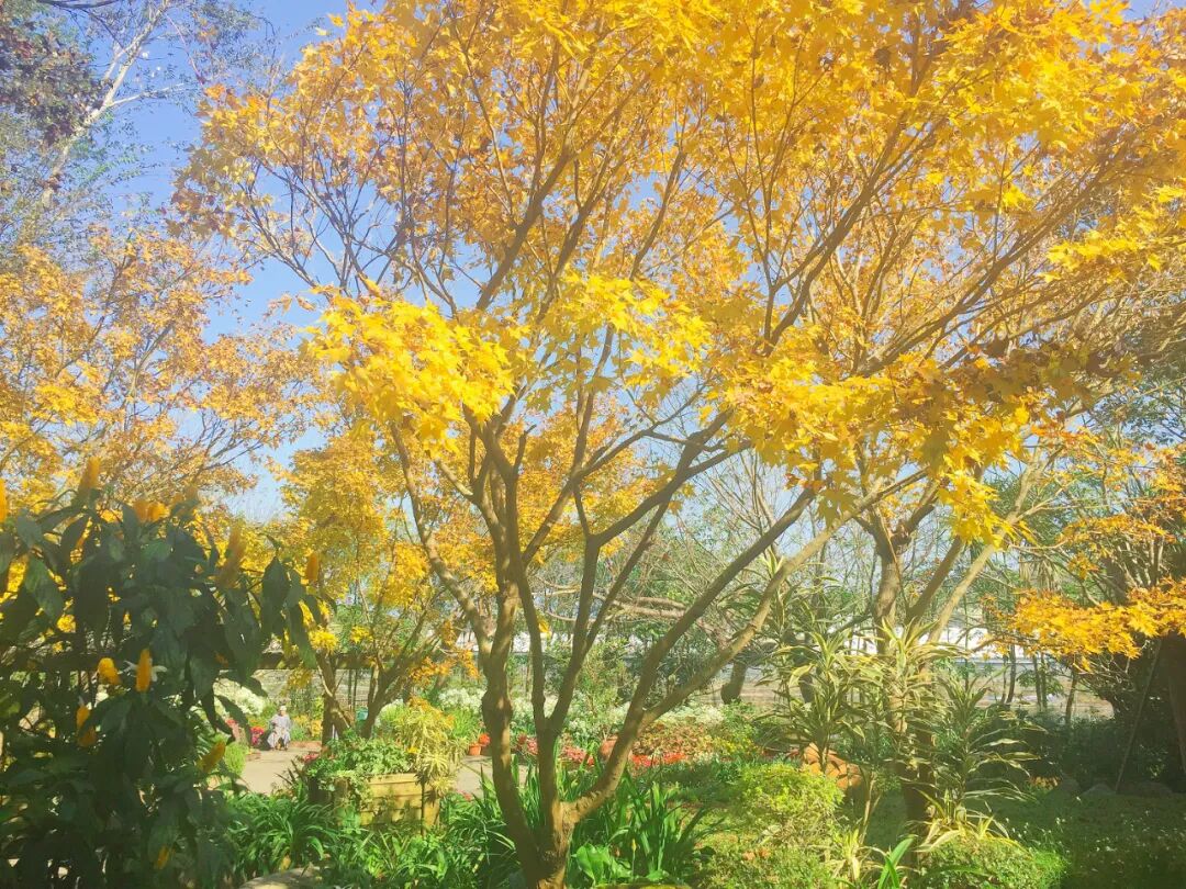 Fiery red maple foliage, a close-up