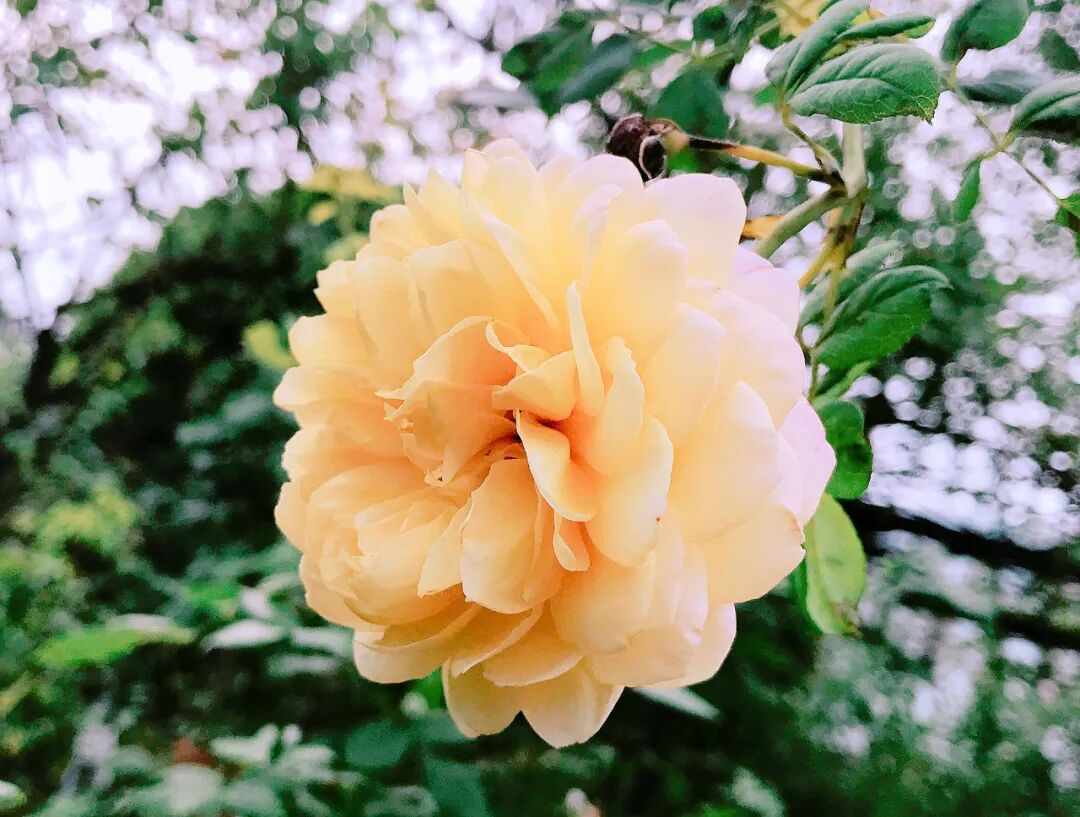 A soft pink rose, a vision of delicate floral grace A soft pink rose with numerous petals, looking fresh and exquisitely delicate